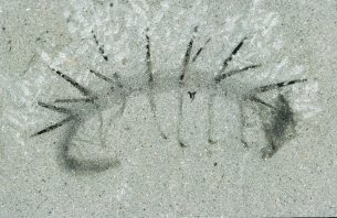 A fossil of Hallucigenia sparsa on grey shale: a worm-like body with a row of dark spines along its back and slender legs beneath.