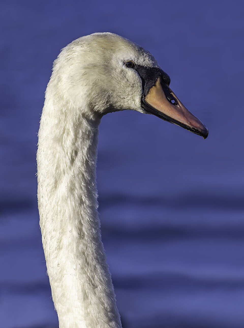 Head and neck of a white mute swan against blue water.