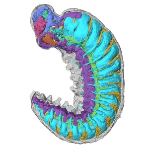 3D model of the internal organ systems of the Cambrian lobopodian Youti.